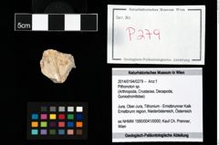 Foto (Objekt + Etikett) von Pithonoton sp.  (NHMW-GEO-2014-0194-0279)